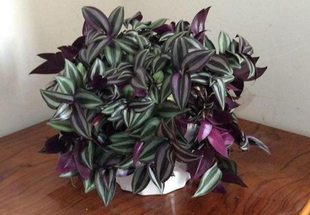 阳台盆栽选这种植物，夏季养护易长爆盆，3月扦插成活率高