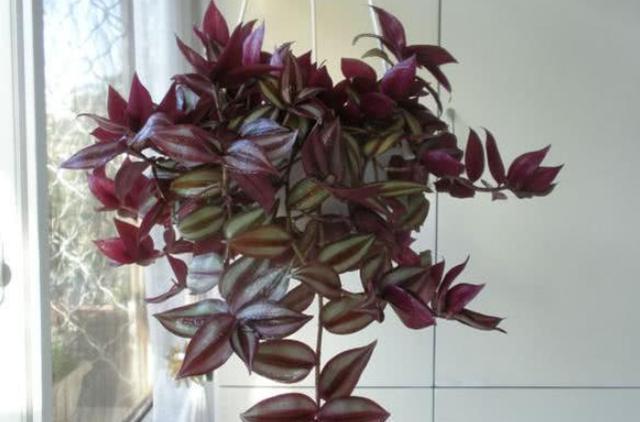 阳台盆栽选这种植物，夏季养护易长爆盆，3月扦插成活率高