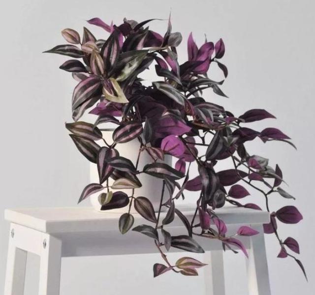 阳台盆栽选这种植物，夏季养护易长爆盆，3月扦插成活率高