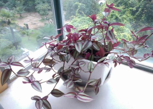 阳台盆栽选这种植物，夏季养护易长爆盆，3月扦插成活率高