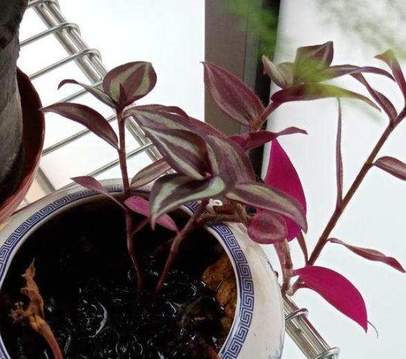 阳台盆栽选这种植物，夏季养护易长爆盆，3月扦插成活率高