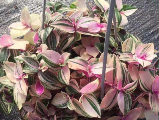 阳台盆栽选这种植物，夏季养护易长爆盆，3月扦插成活率高