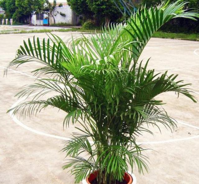 凤尾竹的养护小技巧,做好这4点,不黄叶干叶,四季油绿蹭蹭长