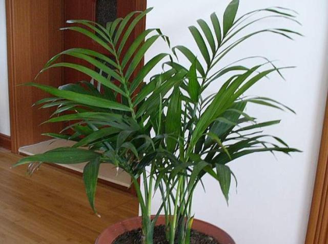 凤尾竹的养护小技巧,做好这4点,不黄叶干叶,四季油绿蹭蹭长