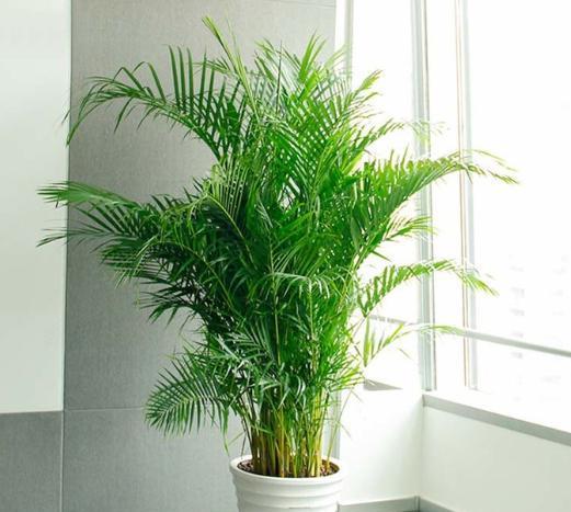 凤尾竹的养护小技巧,做好这4点,不黄叶干叶,四季油绿蹭蹭长