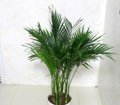 凤尾竹的养护小技巧,做好这4点,不黄叶干叶,四季油绿蹭蹭长