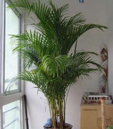 凤尾竹的养护小技巧,做好这4点,不黄叶干叶,四季油绿蹭蹭长