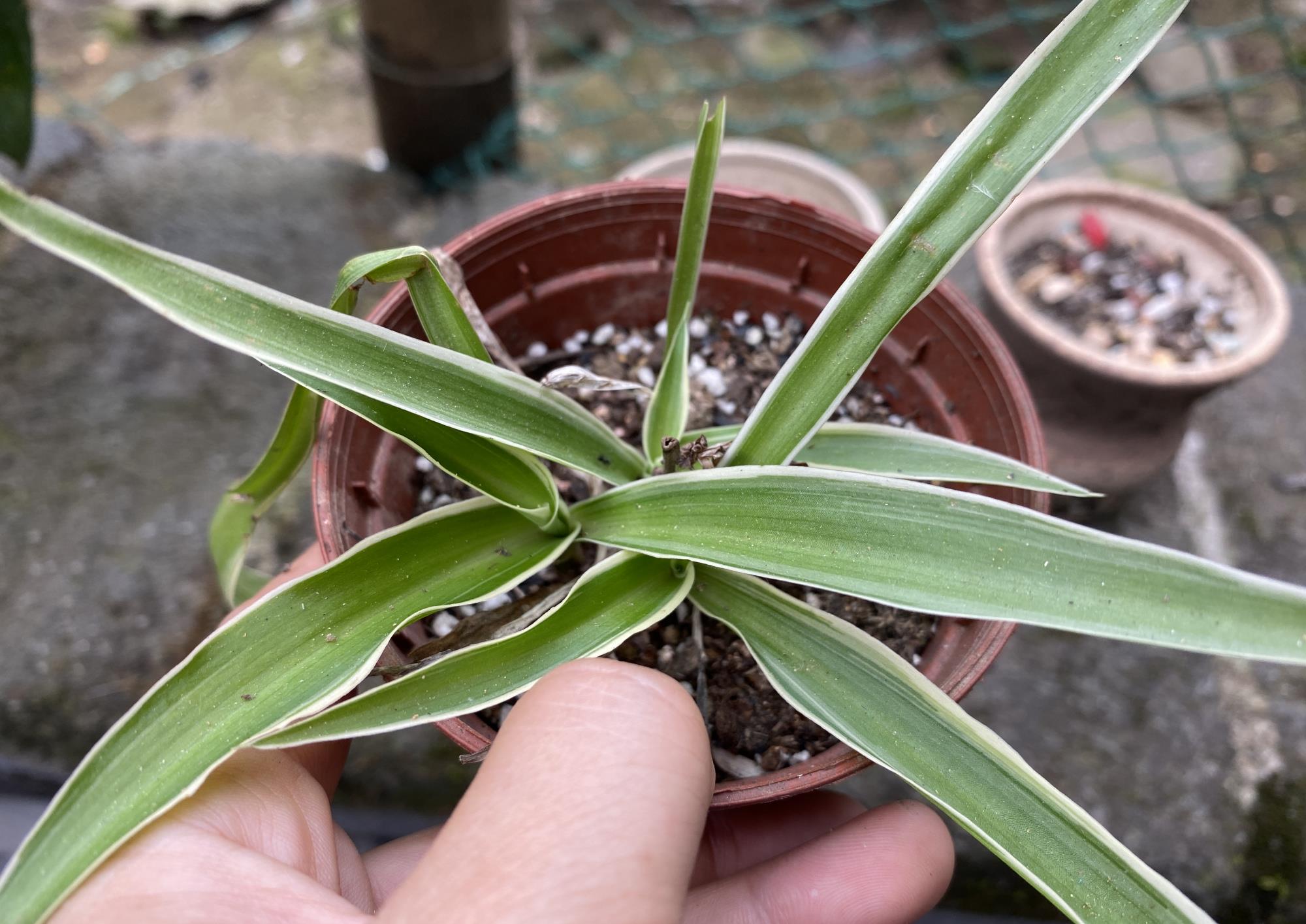 小吊兰扦插幼苗时期该如何养护？做到这三点，服盆快，长势佳