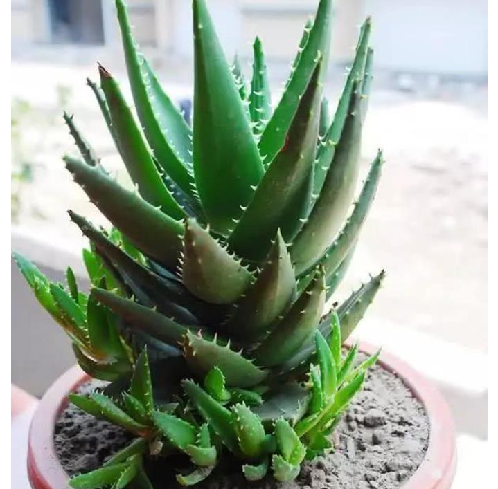 芦荟喜阳还是喜阴，喜欢土壤湿润还是干燥？