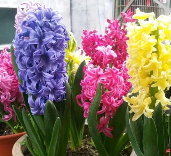 “4种花”便宜又好养，养护简单，开花速度快，个个美的出奇！