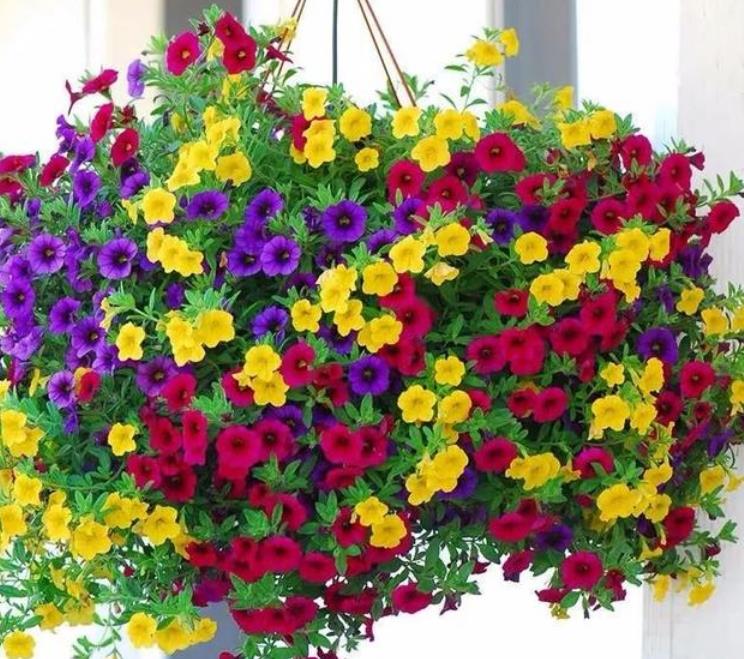 “4种花”便宜又好养，养护简单，开花速度快，个个美的出奇！