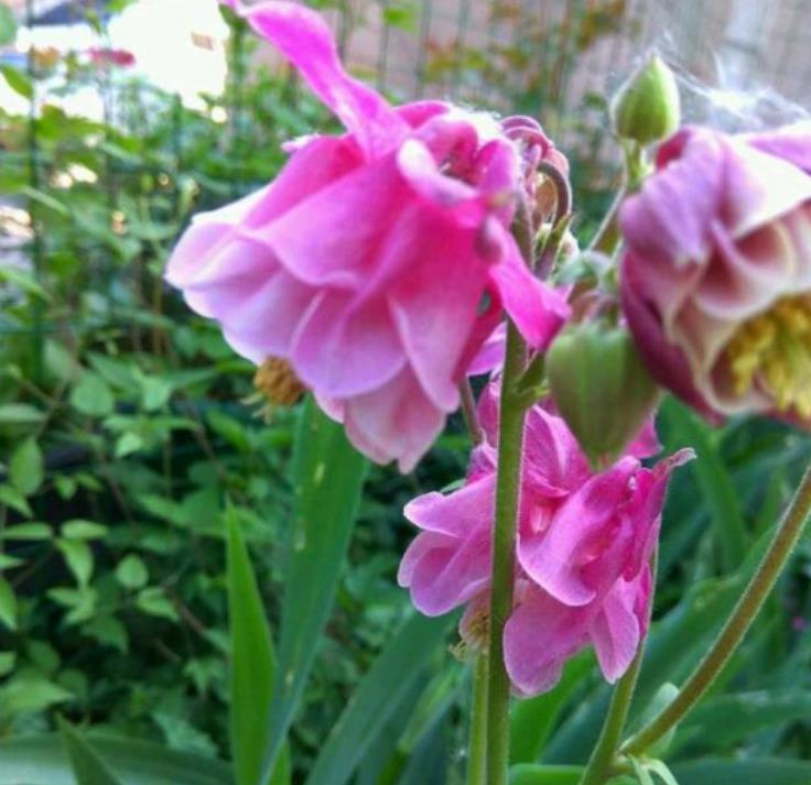 “4种花”便宜又好养，养护简单，开花速度快，个个美的出奇！