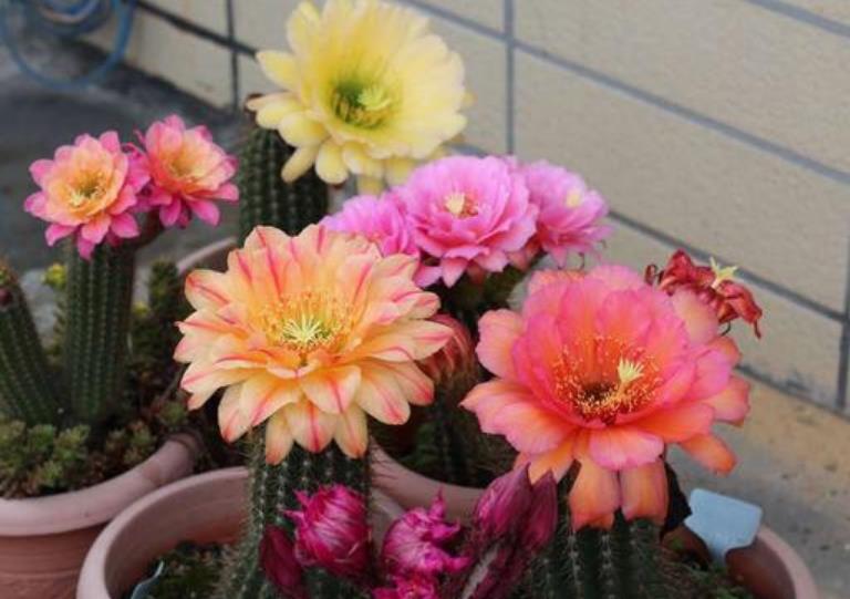 “4种花”便宜又好养，养护简单，开花速度快，个个美的出奇！