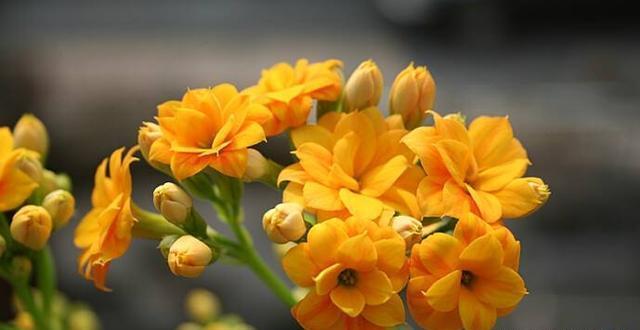 学会了长寿花的养护方法，开花一茬接一茬，再也不装“菜”了