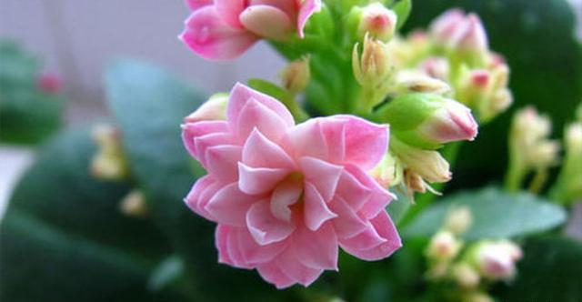 学会了长寿花的养护方法，开花一茬接一茬，再也不装“菜”了