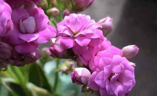 学会了长寿花的养护方法，开花一茬接一茬，再也不装“菜”了