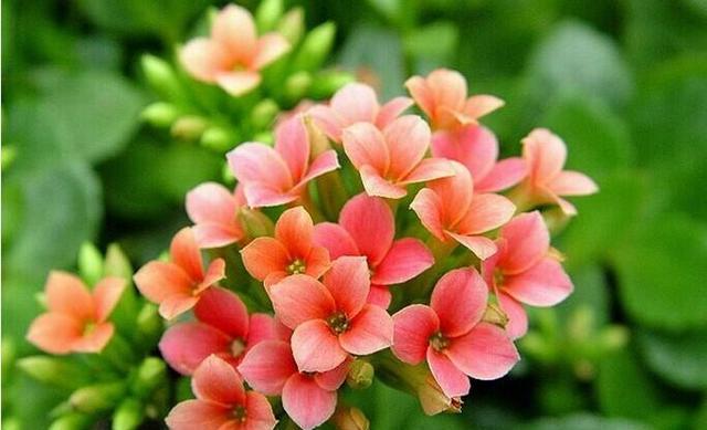 学会了长寿花的养护方法，开花一茬接一茬，再也不装“菜”了