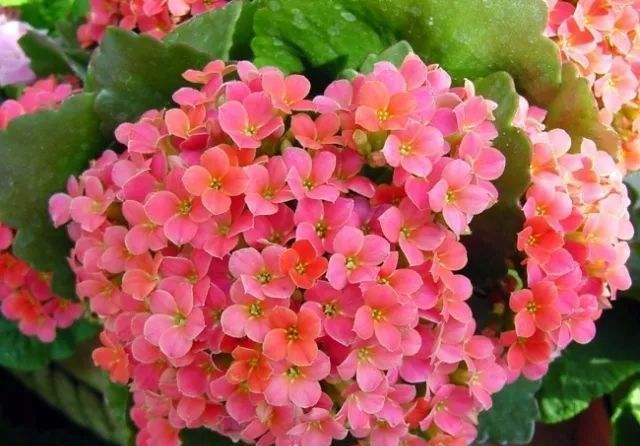 学会了长寿花的养护方法，开花一茬接一茬，再也不装“菜”了