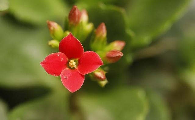 学会了长寿花的养护方法，开花一茬接一茬，再也不装“菜”了