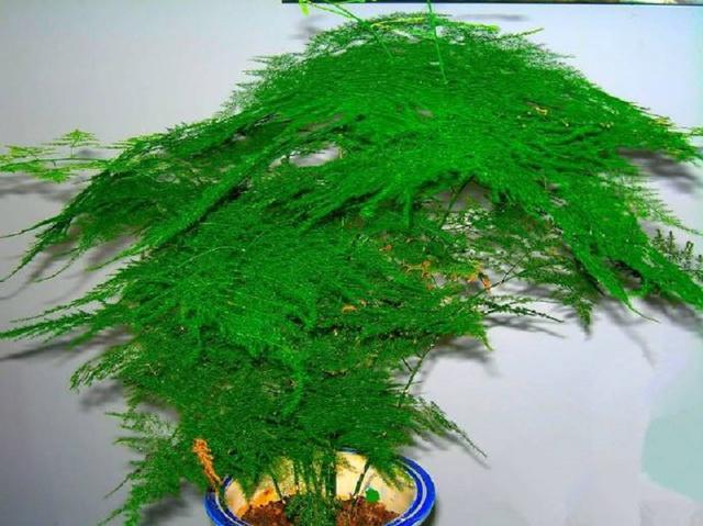 文竹叶子总是发黄?掌握养护技巧,翠绿不黄叶,长成“小森林”