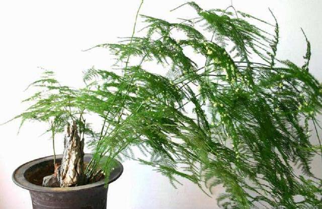 文竹叶子总是发黄?掌握养护技巧,翠绿不黄叶,长成“小森林”