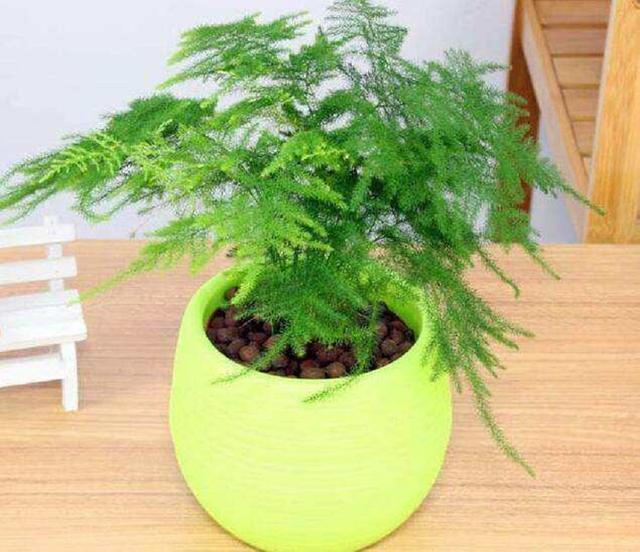 文竹叶子总是发黄?掌握养护技巧,翠绿不黄叶,长成“小森林”