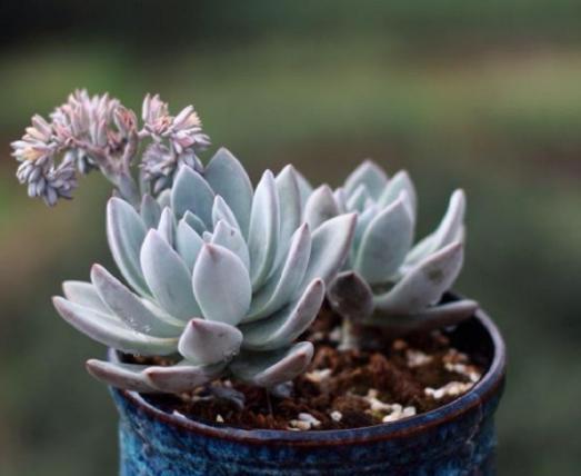 霜之朝的养护需要大温差吗?怎么做才能让植株造型更好看?