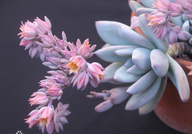 霜之朝的养护需要大温差吗?怎么做才能让植株造型更好看?