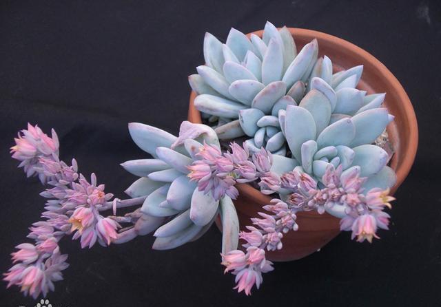 霜之朝的养护需要大温差吗?怎么做才能让植株造型更好看?