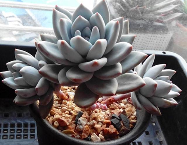 霜之朝的养护需要大温差吗?怎么做才能让植株造型更好看?