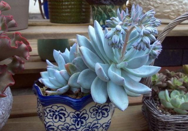 霜之朝的养护需要大温差吗?怎么做才能让植株造型更好看?