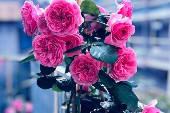 春天盆栽玫瑰花该如何养护?注意3个技巧,度夏、开花不成问题