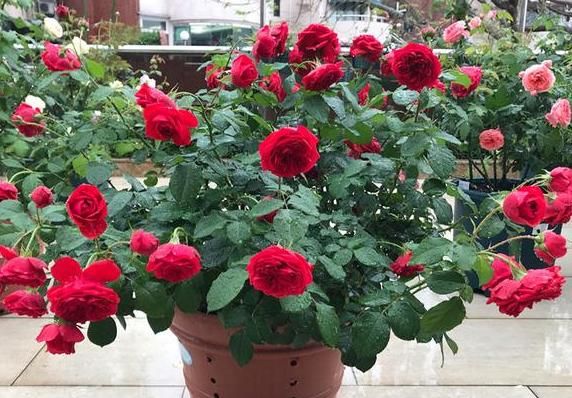 春天盆栽玫瑰花该如何养护?注意3个技巧,度夏、开花不成问题