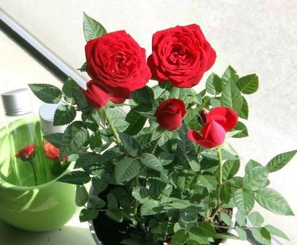 春天盆栽玫瑰花该如何养护?注意3个技巧,度夏、开花不成问题