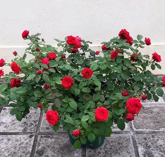 春天盆栽玫瑰花该如何养护?注意3个技巧,度夏、开花不成问题