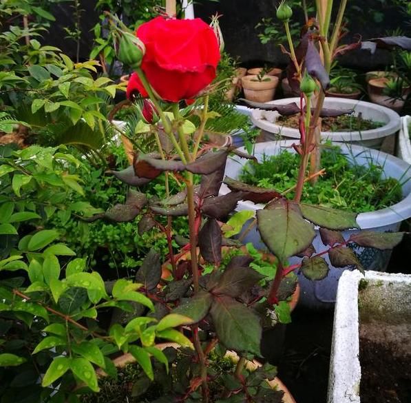 春天盆栽玫瑰花该如何养护?注意3个技巧,度夏、开花不成问题