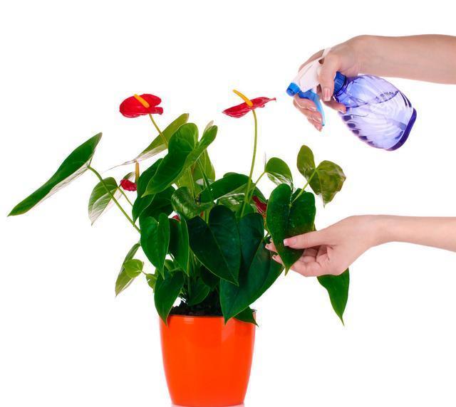 养护红掌不被冻伤，这几个点至关重要，掌握好才能延长花期