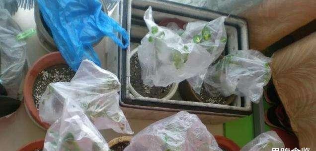 养护红掌不被冻伤，这几个点至关重要，掌握好才能延长花期