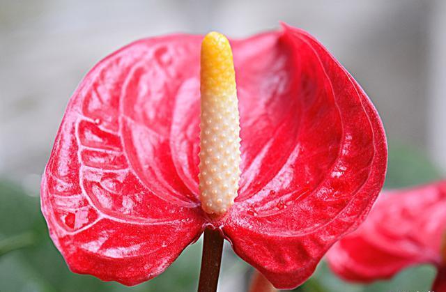 养护红掌不被冻伤，这几个点至关重要，掌握好才能延长花期