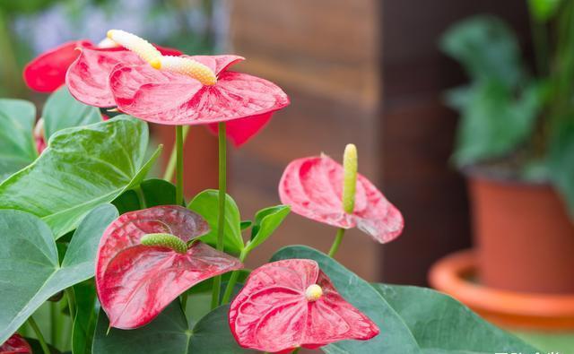 养护红掌不被冻伤，这几个点至关重要，掌握好才能延长花期