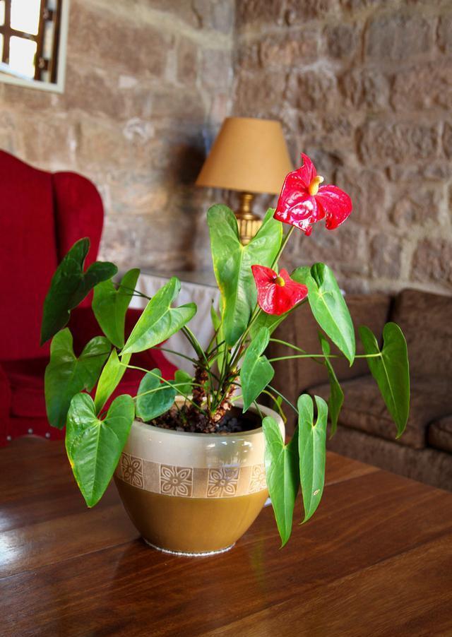 养护红掌不被冻伤，这几个点至关重要，掌握好才能延长花期