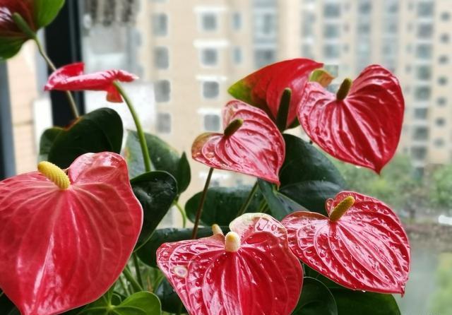 养护红掌不被冻伤，这几个点至关重要，掌握好才能延长花期