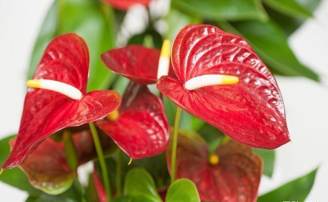 养护红掌不被冻伤，这几个点至关重要，掌握好才能延长花期