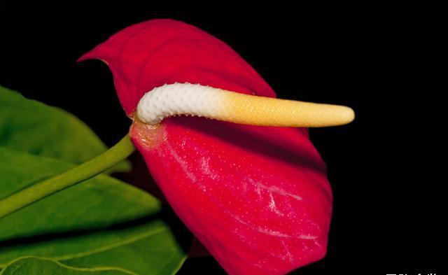 养护红掌不被冻伤，这几个点至关重要，掌握好才能延长花期