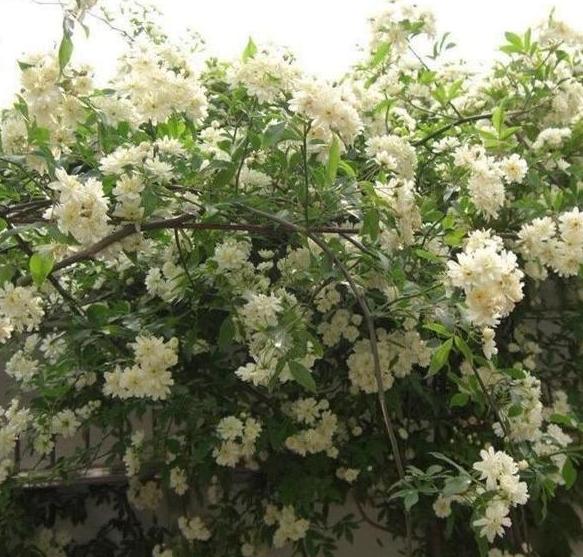 阳台盆栽花就选木香,比迎春花美、好养护,掐个枝条就能活