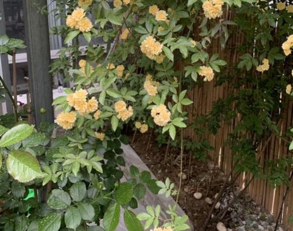 阳台盆栽花就选木香,比迎春花美、好养护,掐个枝条就能活