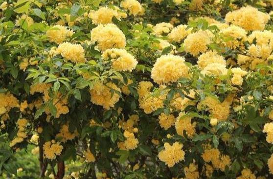 阳台盆栽花就选木香,比迎春花美、好养护,掐个枝条就能活