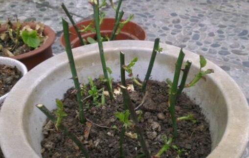 阳台盆栽花就选木香,比迎春花美、好养护,掐个枝条就能活