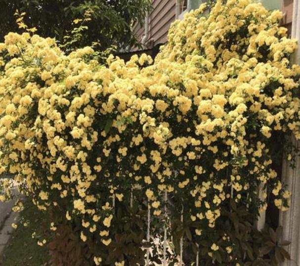 阳台盆栽花就选木香,比迎春花美、好养护,掐个枝条就能活