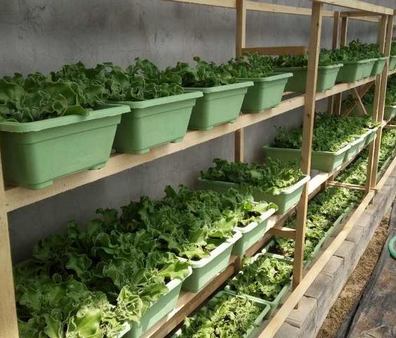 此种植物叶表长